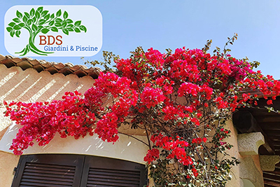 Manutenzioni Giardini, a Porto Cervo e Costa Smeralda